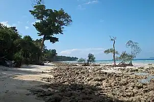 Mangrove trees