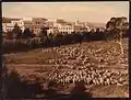 Photograph showing sheep near Parliament House, Canberra, taken by Albert R. Peters in the 1940s