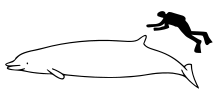 Shepherd's beaked whale size