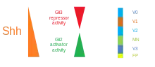 Interaction between SHH and Gli proteins which gives rise to different ventral neuronal subtypes.