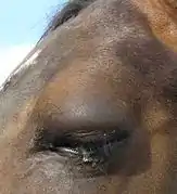 Swelling of the upper eyelid caused by a physical impact to the area