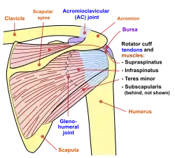 Diagram of the human shoulder joint, back view