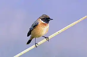 Male non-breeding, Uttar Pradesh, India