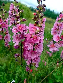 Sidalcea cusickii