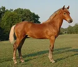 A photograph of light brown horse in a field, taken from the side, the horse facing right