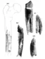 Femur VI