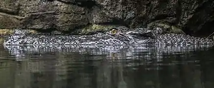 Saltwater crocodile