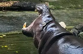 Pygmy hippopotamus