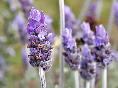 Lavender flowers.