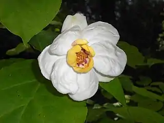 White flower