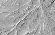 Sinuous Ridges within a branching fan in lower member of Medusae Fossae Formation,  as seen by HiRISE. Illumination is from the NW.