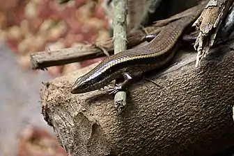 Skink found in Sri Lanka