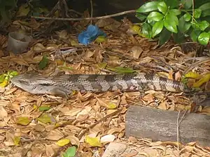 Skink in Australia