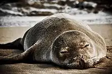 Image 106A sleeping monk seal on the sandy beach with the ocean behind it (from Marine conservation)