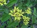 Leaves and flowers