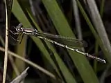 Female, Tasmania, Australia