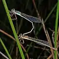 Mating