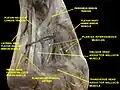 Muscles of the sole of the foot.