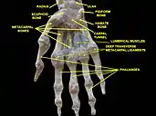 Wrist joint. Deep dissection.Anterior, palmar view