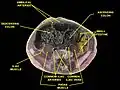 Umbilical artery. Deep dissection. Serial cross-section.