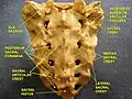 Sacrum. Dorsal surface.