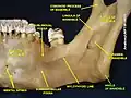 Mandible. Inner surface. Angle of mandible labeled at bottom right.