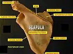 Scapula. Posterior face.