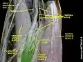 Adductor canal