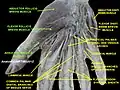 Adductor pollicis muscle