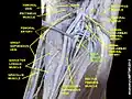 Deep femoral artery