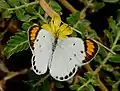 Female upperside