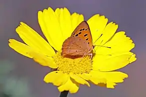 L. p. pseudophlaeasBale Mountains, Ethiopia