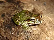 A green frog with a leaf-like skin pattern