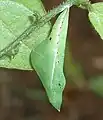 Pupa