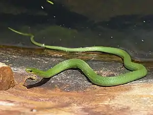 Smooth greensnake