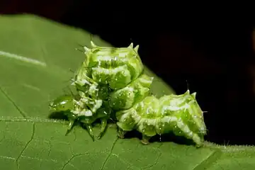 Snake gourd semilooper Anadevidia peponis larva, a major pest of T. cucumerina