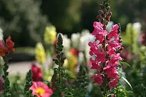 Snapdragons