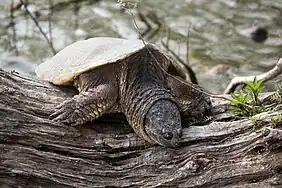 Snapping Turtle