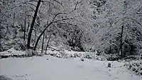 A snow covered forest near Thalisain