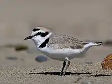 Photograph of a male plover standing in side view