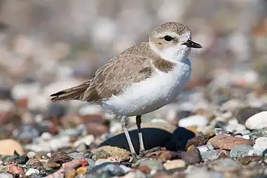 small bird on pebbles