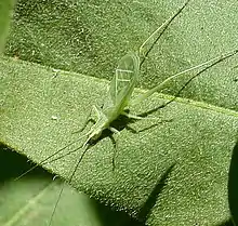 Snowy tree cricket