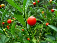 Solanocapsin is found, among other things, in the fruits of the Jerusalem cherry (Solanum pseudocapsicum).