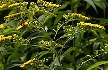 Solidago goldenrod