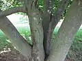 Closeup of trunk