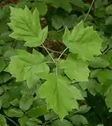 Leaves