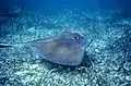 A southern stingray swimming over a meadow of turtle grass (Thalassia testudinum) at Caye Caulker in Belize.