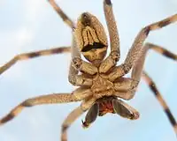 Palystes superciliosus, ventral aspect, showing aposematic coloration, plus typically masculine gracile build and clavate pedipalps armed with mating spurs