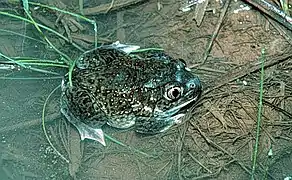 A dark green frog with orange spots rests at the edge of a pond