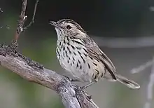 Speckled warbler (Chthonicola sagittatus)